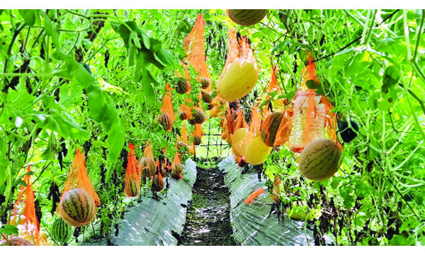 মিরসরাইয়ে মাচাং পদ্ধতিতে গাছে ঝুলছে তরমুজ