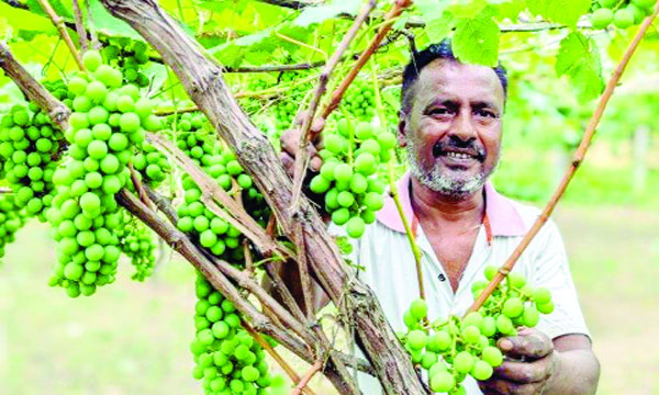 শালিখায় আঙুর চাষে নতুন দিগন্ত খুলেছেন কৃষক জামাল