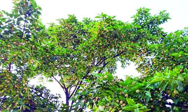 বর্ষার আগেই কদমের হাসি ঋতু বদলের নীরব বার্তা