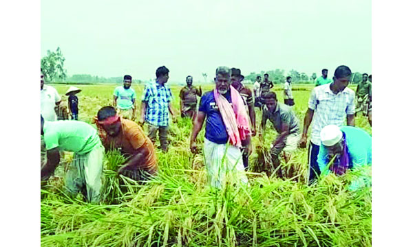 কাস্তে হাতে নওগাঁ-৩ আসনের সংসদ সদস্য ফজলে হুদা বাবুল : নয়া দিগন্ত