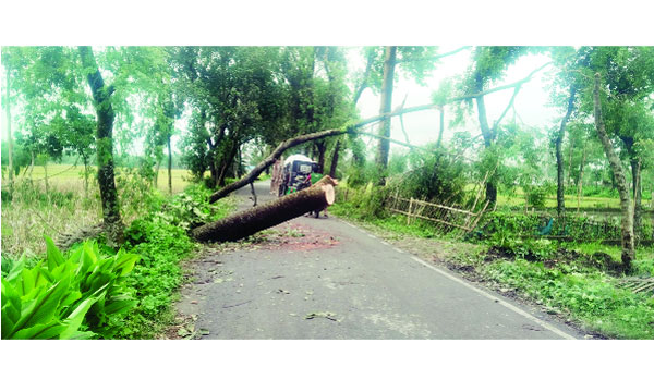 সৈয়দপুরে কালবৈশাখীতে গাছ উপড়ে সড়কে পড়ে আছে : নয়া দিগন্ত