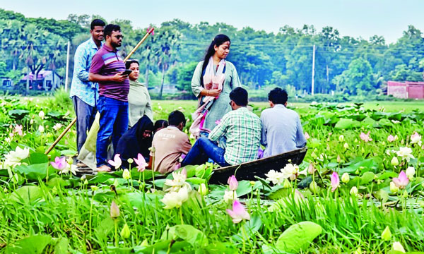 তিন রঙে মুগ্ধতা ছড়াচ্ছে বুড়িচংয়ের পদ্মবিল