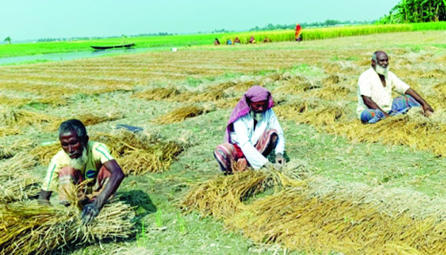 উলিপুরে মাঠে কাটা ধানের আঁটি বাঁধছেন কৃষকরা : নয়া দিগন্ত