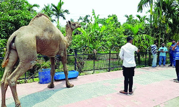 কুমিল্লার অ্যাগ্রো ফার্মে ‘সুলতান’ দেখতে ভিড়