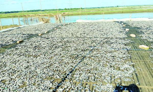 বাঁশের মাচায় শুকানো হচ্ছে শুঁটকি : নয়া দিগন্ত