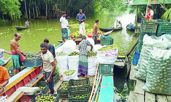 ঝালকাঠিতে জমজমাট ভাসমান আমড়ার হাট