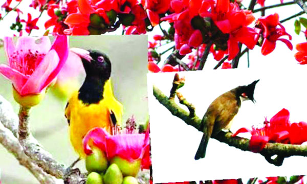 লালমোহনে বিলুপ্তির পথে  ফাল্গুনের নিদর্শন শিমুল গাছ