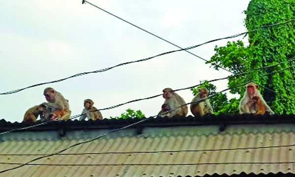 গাজীপুরে নিরাপদ আবাস সঙ্কটে বানর