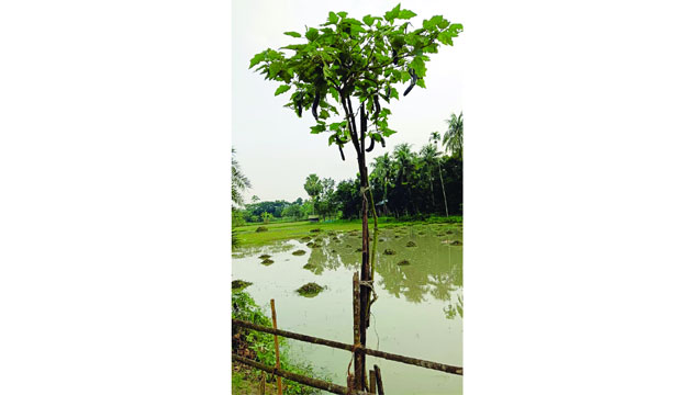তালায় ১২ ফুট লম্বা বেগুন গাছ দেখতে মানুষের ভিড়