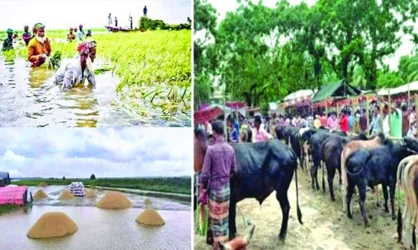 হাওরে প্লাবিত এলাকা (বামে) স্থানীয় হাটে গরু বিক্রির হিড়িক (ডানে) : নয়া দিগন্ত