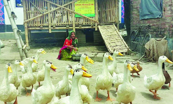 পেকিন হাঁস পালনে স্বাবলম্বী চুয়াডাঙ্গার খামারিরা