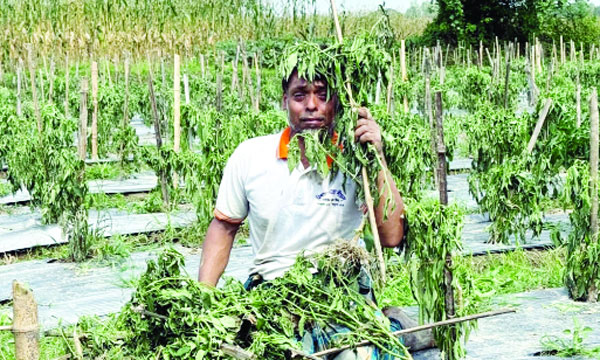 কিশোরগঞ্জের কটিয়াদীতে দুর্বৃত্তদের নষ্ট করে দেয়া মরিচ ক্ষেত দেখে হতাশ কৃষক : নয়া দিগন্ত