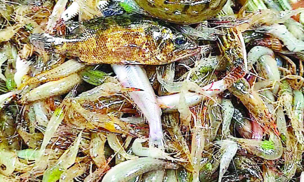 পাবনার নদী-বিলে বর্ষাতেও মিলছে না দেশী মাছ