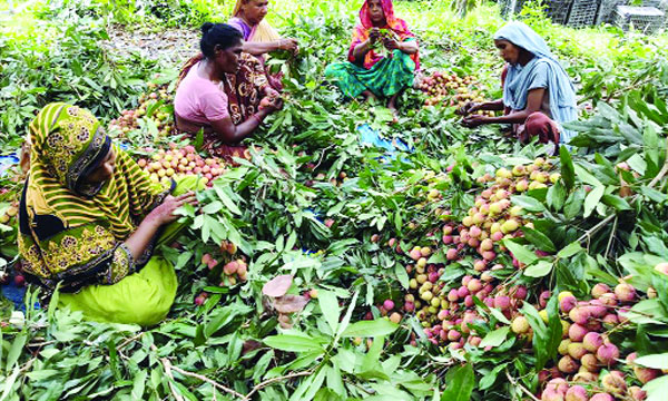 লিচু গুনে বিক্রির জন্য প্রস্তুত করছেন নারীশ্রমিকরা : নয়া দিগন্ত