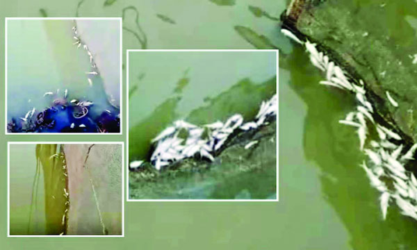 বিষ প্রয়োগ করে মাছ নিধন করল দুর্বৃত্তরা : নয়া দিগন্ত