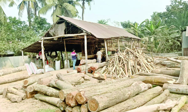 ভালুকার বাটাজোর এলাকায় অবৈধ একটি করাতকলে কাঠ চেরাই চলছে : নয়া দিগন্ত
