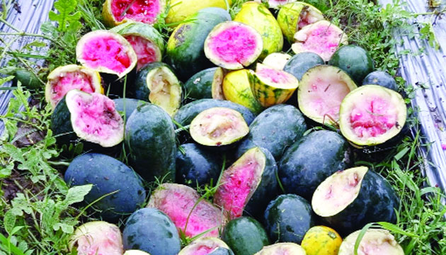 গ্রীষ্মকালীন তরমুজ কেটে নষ্ট করল দুর্বৃত্তরা : নয়া দিগন্ত
