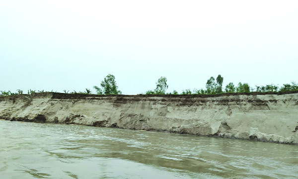 সাপধরী এলাকায় যমুনার ভাঙন : নয়া দিগন্ত