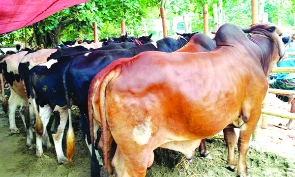 সিরাজগঞ্জের শাহজাদপুরের তালগাছি হাটে বিক্রির জন্য সারিবদ্ধ ষাঁড় : নয়া দিগন্ত