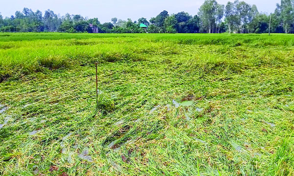 আদমদীঘিতে বৃষ্টি ও ঝড়োহাওয়ায় পানিতে ডুবে গেছে ধানগাছ