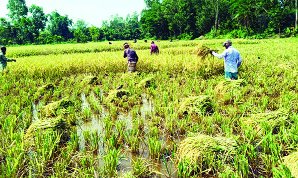 জলাবদ্ধ ক্ষেতে জোঁকের মধ্যেই ধান কাটছেন চাষিরা : নয়া দিগন্ত