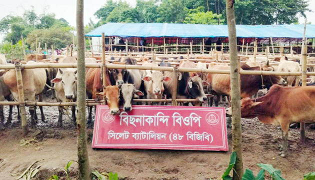 সিলেট সীমান্তে ৩ কোটি টাকার গরু ও মহিষের চোরাচালান জব্দ