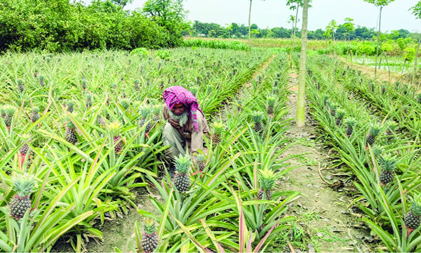 সমতলে আনারস চাষে সফল বড়াইগ্রামের রফিকুল