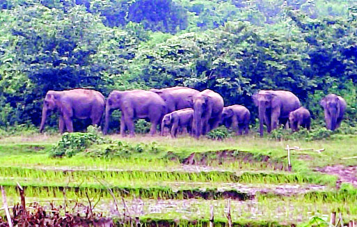 বকশীগঞ্জ উপজেলার ধানুয়াকামালপুর সীমান্তে বন্যহাতির পাল : নয়া দিগন্ত