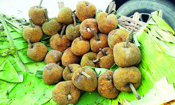 বিলুপ্তির পথে মধুপুর গড়ের ঐতিহ্যবাহী ‘চাম্বল’ ফল, সংরক্ষণের দাবি
