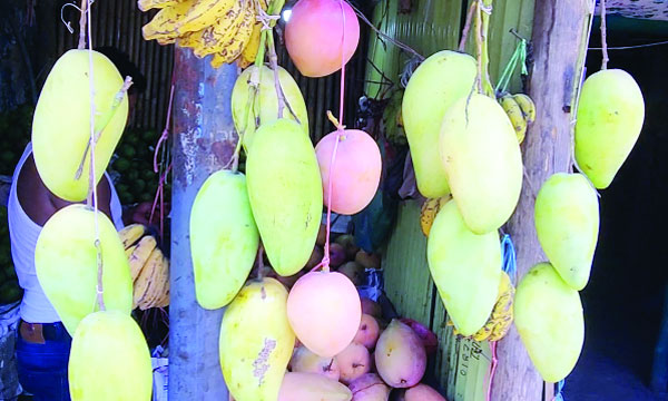 পাহাড়ে বাড়ছে বিদেশী আমের আবাদ