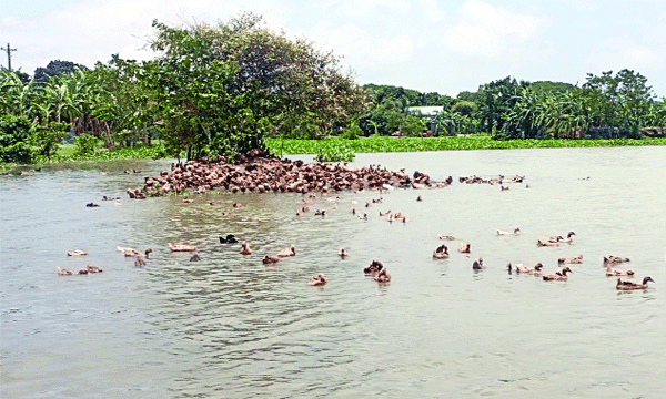 হাঁস পালনে বদলে যাচ্ছে হাওরপাড়ের মানুষের জীবন