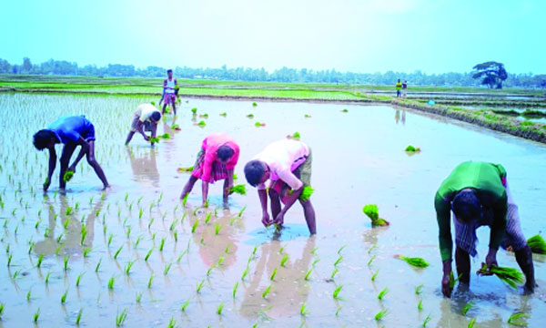 আমন ধানের চারা রোপণে ব্যস্ত কৃষক : নয়া দিগন্ত