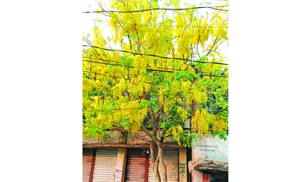 সোনালু : গ্রীষ্মের স্বর্ণঝরা সৌন্দর্য