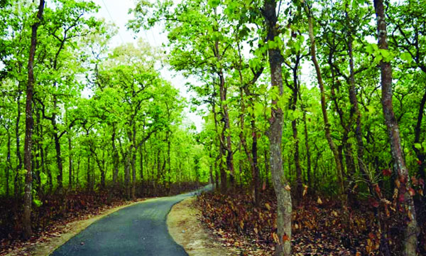গাজীপুরের শালবন দখল অব্যাহত তদারকি নিয়ে প্রশ্ন