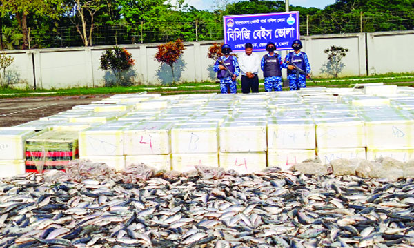 ভোলায় জব্দকৃত ইলিশ : নয়া দিগন্ত