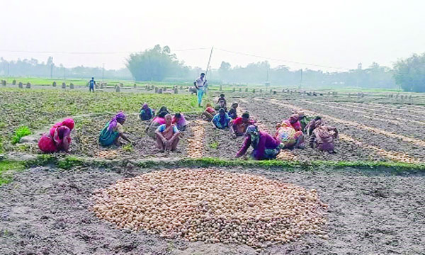 নীলফামারীর একটি ক্ষেত থেকে আলু তুলছেন শ্রমিকরা : নয়া দিগন্ত
