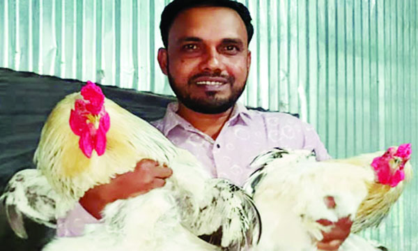 এক জোড়া মুরগির দাম লাখ টাকা