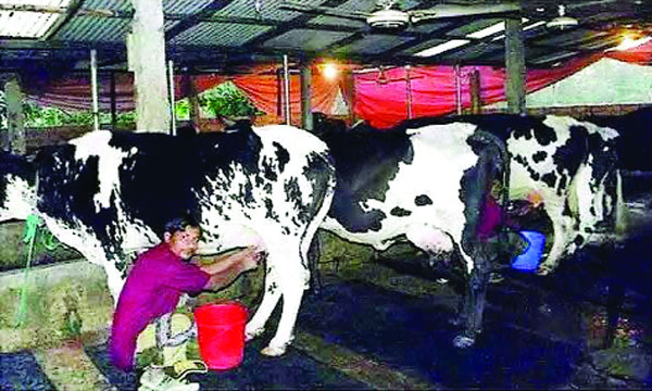 দুধেল গাভী পালনে স্বাবলম্বী হাজারো পরিবার