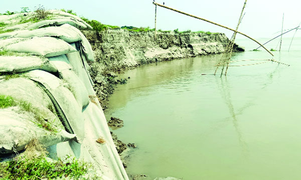 সারিয়াকান্দি ইছামারা এলাকায় যমুনা নদীর ডান তীরে ভয়াবহ ভাঙন : নয়া দিগন্ত