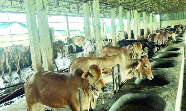 নাঙ্গলকোটে কোরবানি উপলক্ষে খামারিদের প্রস্তুতি : নয়া দিগন্ত