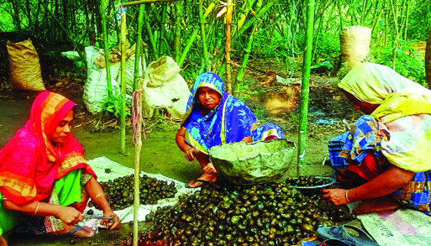 ডুমুরিয়ায় নির্বিচারে শামুক নিধন  হুমকিতে জীববৈচিত্র্য ও জনস্বাস্থ্য