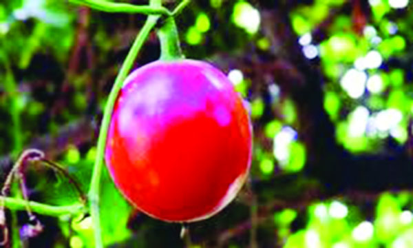 হোসেনপুরে বিলুপ্তির পথে মাকাল ফল নতুন প্রজন্মের কাছে অচেনা