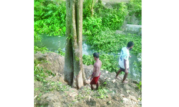 কুলিয়ারচরে ফের সরকারি গাছ কাটার অভিযোগ