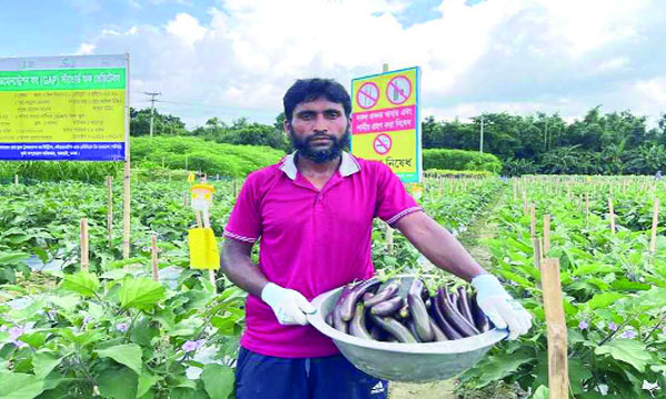 ধামরাইয়ে বিষমুক্ত বেগুন চাষে সফল শিক্ষক হান্নান