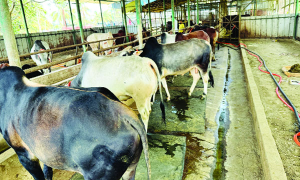 ৫টি গরু দিয়ে শুরু এখন ৫০০ পশুর মালিক শাহীদ