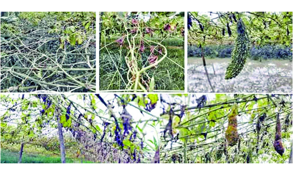 কলাপাড়ায় অতি বৃষ্টির কারণে নষ্ট হয়ে যাওয়া সবজি ক্ষেত  : নয়া দিগন্ত