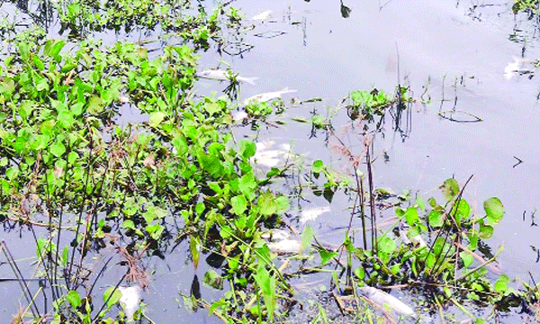 মড়ক লেগে মরে ভেসে উঠেছে মাছ : নয়া দিগন্ত