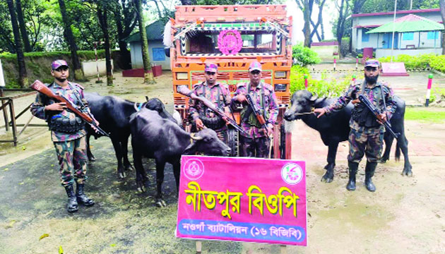 পোরশা সীমান্তে বিজিবির হাতে আটক ভারতীয় মহিষ : নয়া দিগন্ত