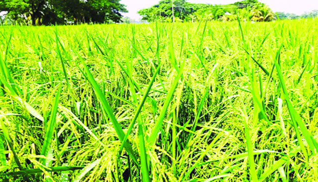 রাঙ্গাবালীতে ক্ষেতে দেশীয় প্রজাতির ধানগাছ : নয়া দিগন্ত