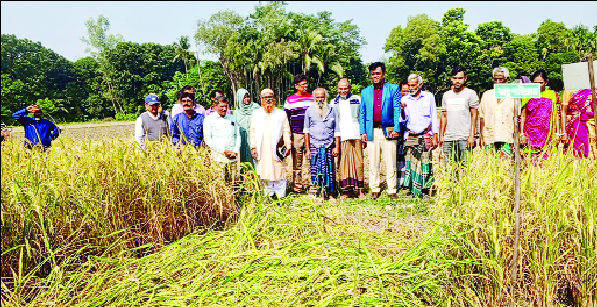 ধান ক্ষেতে চাষিদের সাথে কৃষি কর্মকর্তারা